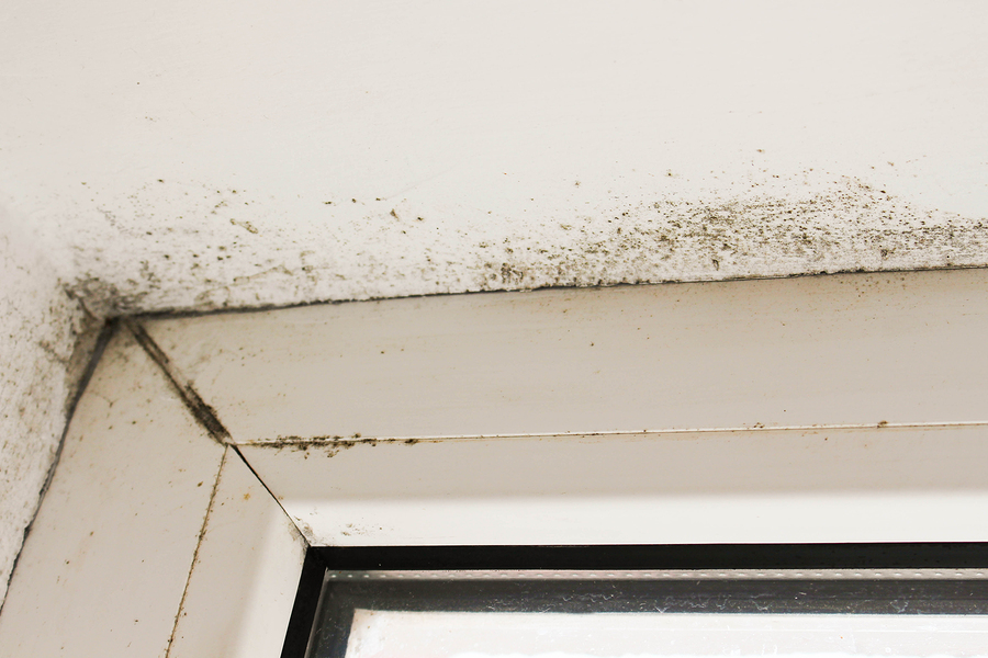 Is Black Mold Hiding In Your Home?